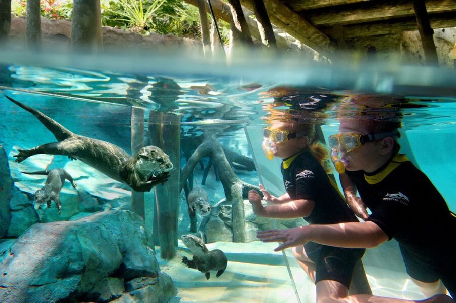 Orlando: Discovery Cove Admission Ticket & Additional Parks - Why Discovery Cove feels different from Orlando’s theme parks