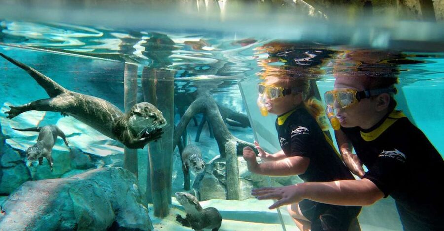Orlando: Discovery Cove Admission Ticket & Additional Parks - The Wind-away River and Explorer’s Aviary