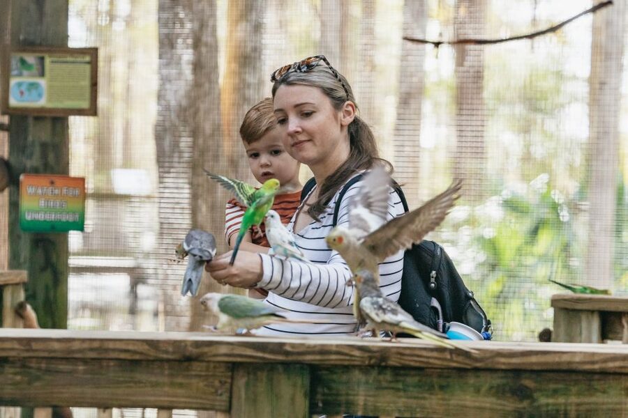 Orlando: Drive-Thru Safari Park at Wild Florida - Should You Book the Wild Florida Safari?
