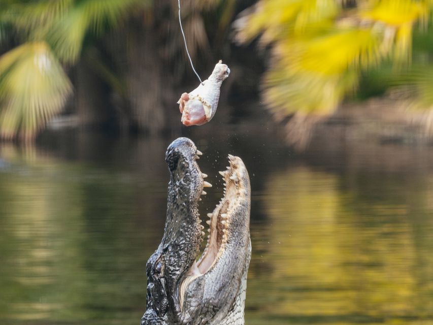 Orlando: Drive-Thru Safari Park at Wild Florida - Why the Two-Hour Drive Works Best at Five Miles Per Hour