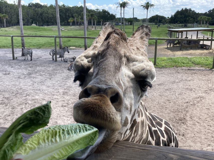Orlando: Drive-Thru Safari Park at Wild Florida - Gator Park Adds More Than Just Alligators