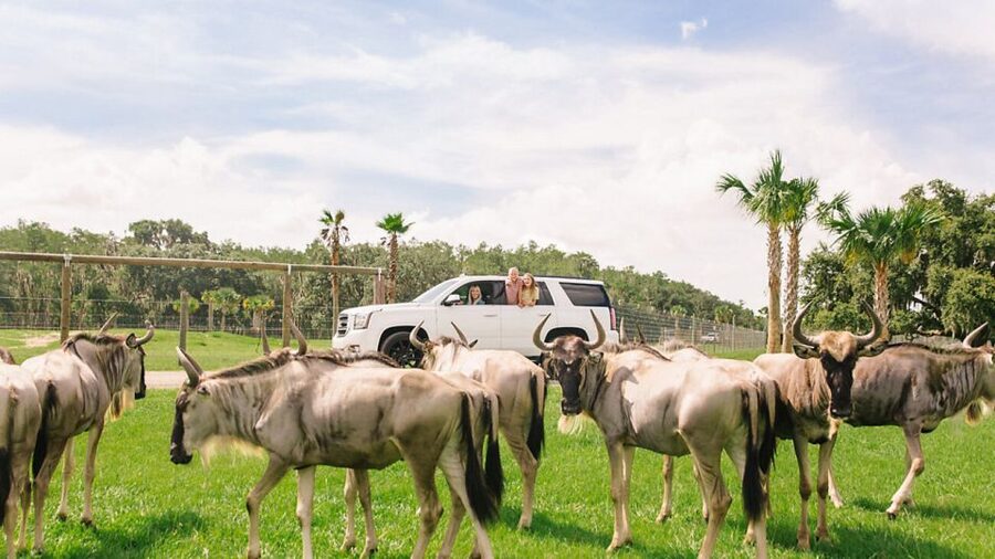 Orlando: Drive-Thru Safari Park at Wild Florida - The Value of $35 Per Person