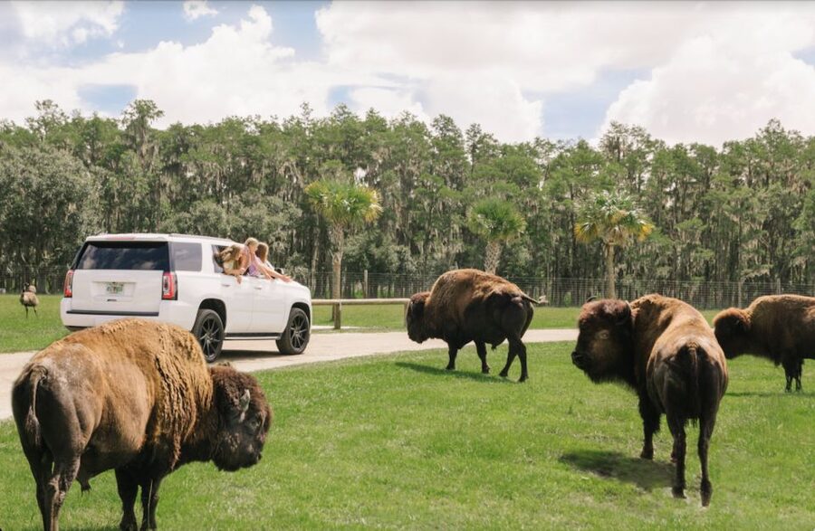 Orlando: Drive-Thru Safari Park at Wild Florida - The Animals You May See Along the Gravel Paths