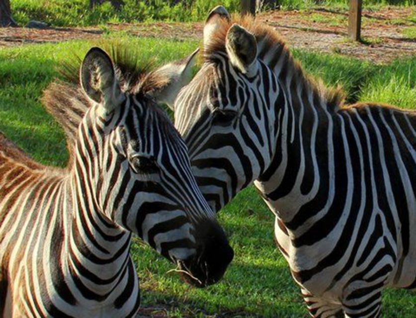 Orlando: Everglades Airboat Ride and Wildlife Park Ticket - Key details to know before you go