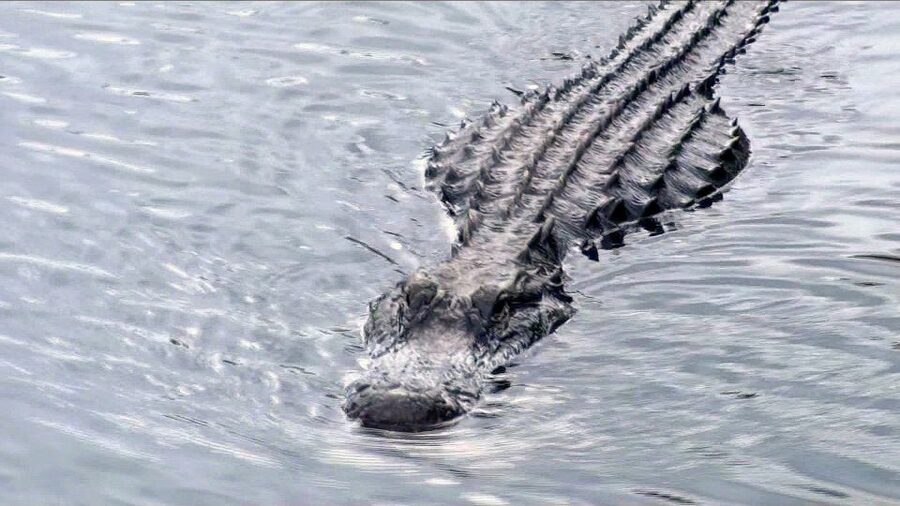 Orlando: Everglades Airboat Ride and Wildlife Park Ticket - What the 30-minute airboat ride is really like