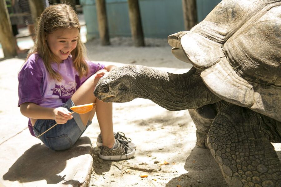 Orlando: Gatorland Skip-the-Line Ticket - Key points to know before you go