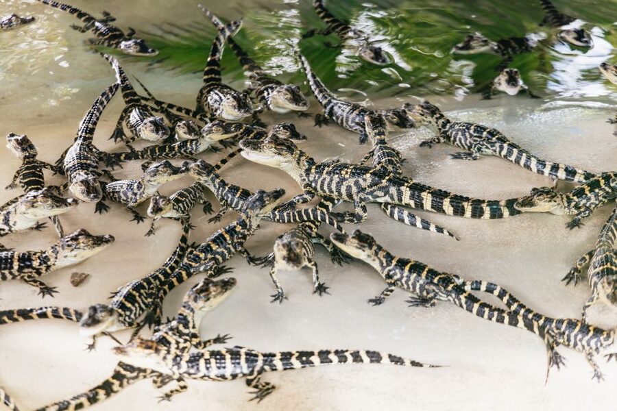 Orlando: Gatorland Skip-the-Line Ticket - Gatorland’s famous entrance and Old Florida feel