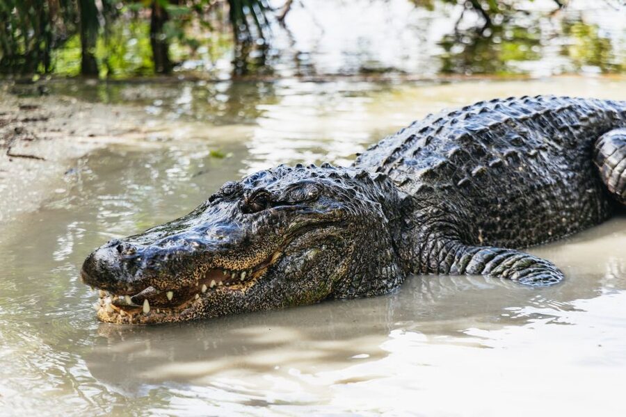 Orlando: Gatorland Skip-the-Line Ticket - The Gator Jumparoo Show delivers the biggest thrill