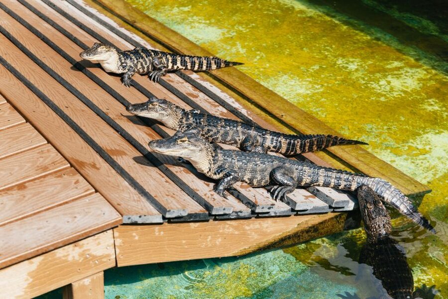 Orlando: Gatorland Skip-the-Line Ticket - Swamp buggy rides, zip lines, and paid extras