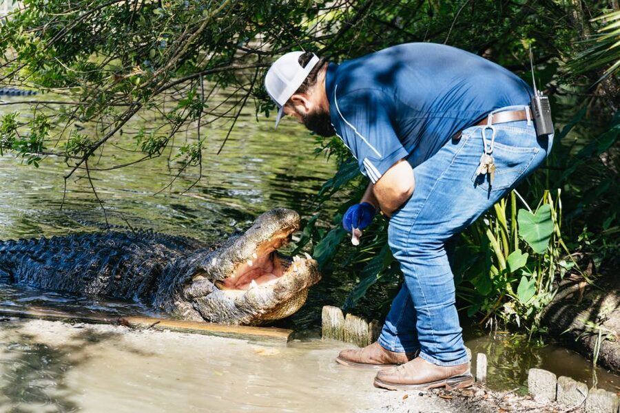 Orlando: Gatorland Skip-the-Line Ticket - Thousands of alligators and crocodiles up close