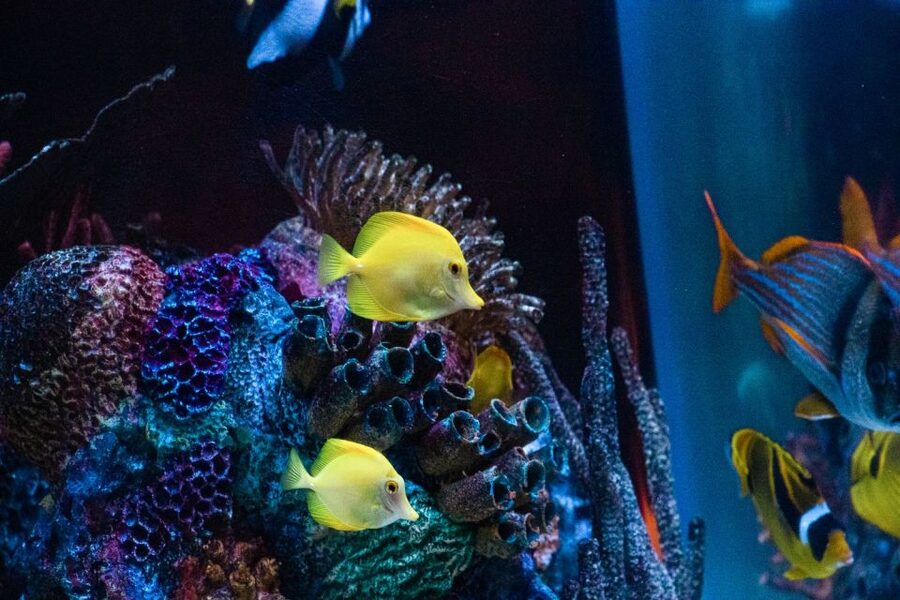 Orlando: SEA LIFE Orlando Aquarium - Key Points to Know Before You Go