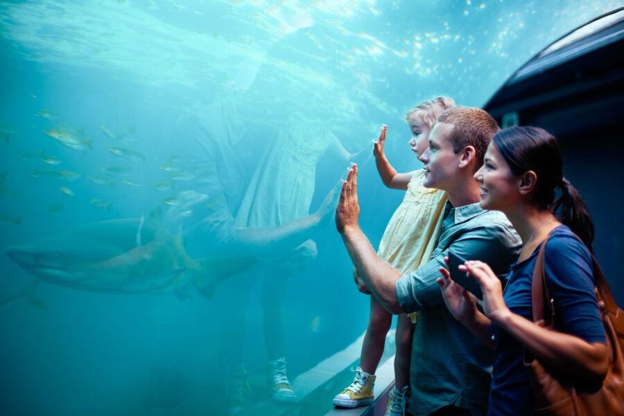 Orlando: SEA LIFE Orlando Aquarium - Who Will Get the Most from This Aquarium?