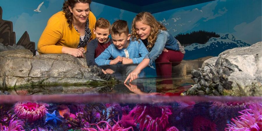 Orlando: SEA LIFE Orlando Aquarium - Touching Starfish and Sea Anemones at the Coastal Rock Pool