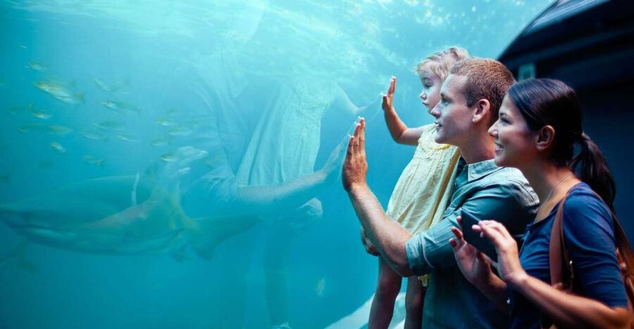 Orlando: SEA LIFE Orlando Aquarium - The Optional Ten-Minute Shark VR Experience