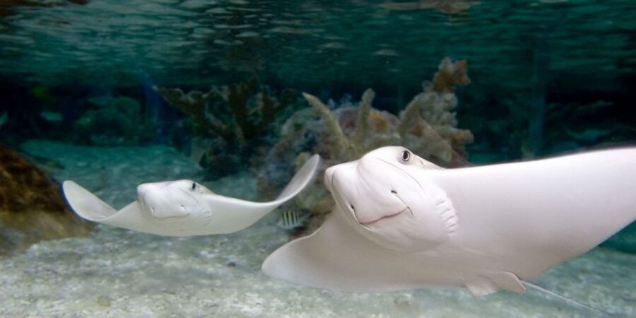Orlando: SEA LIFE Orlando Aquarium - How Long Should You Allow?