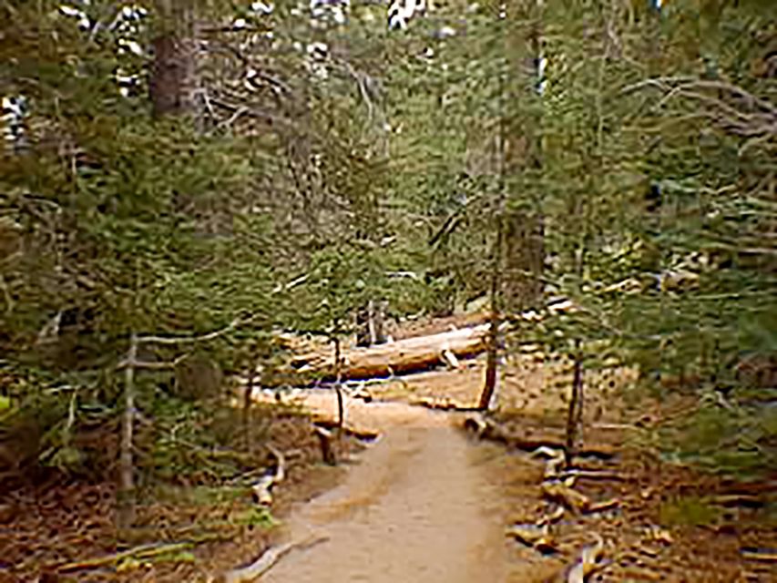 Palm Springs: Aerial Tramway Round-Trip Ticket - The ride from desert heat to mountain forest