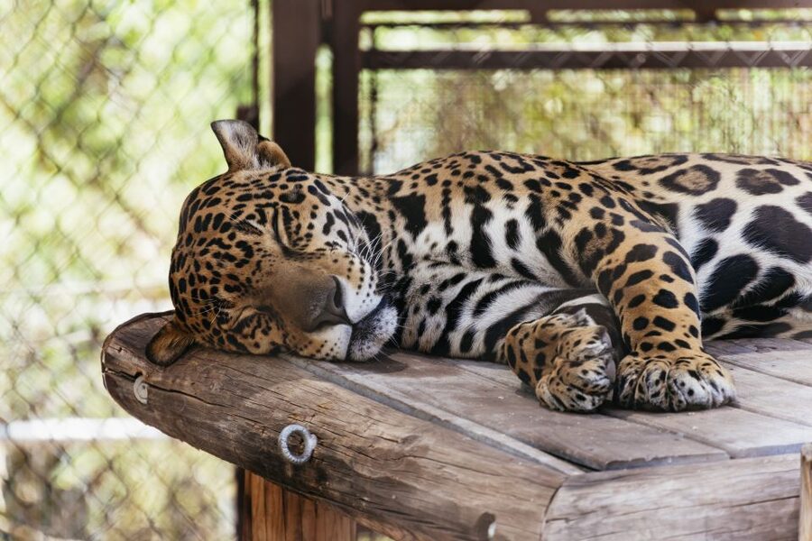 Phoenix Zoo One Day General Admission Ticket - Why the habitats can slow your pace