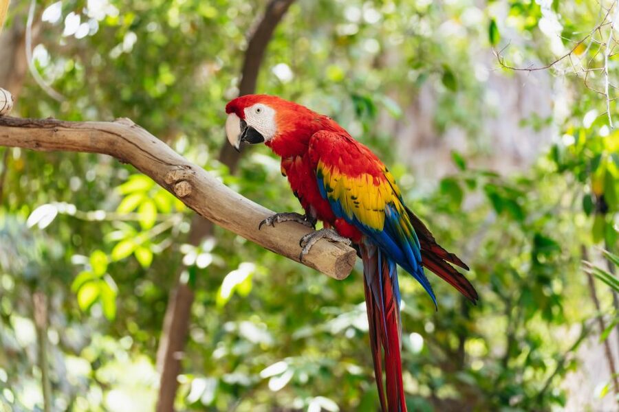 Phoenix Zoo One Day General Admission Ticket - Extra attractions that change the final cost