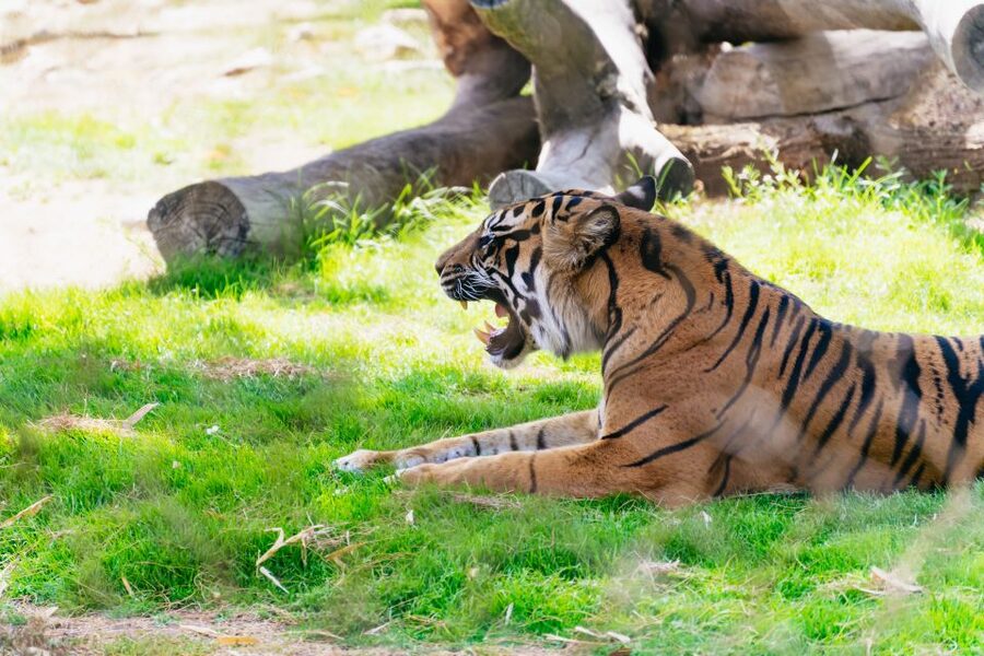 Phoenix Zoo One Day General Admission Ticket - What the booking and entry process is like