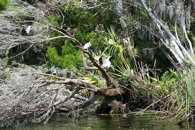 Plantation's Kings Bay Scenic Cruise - Manatees are a possibility, not the product