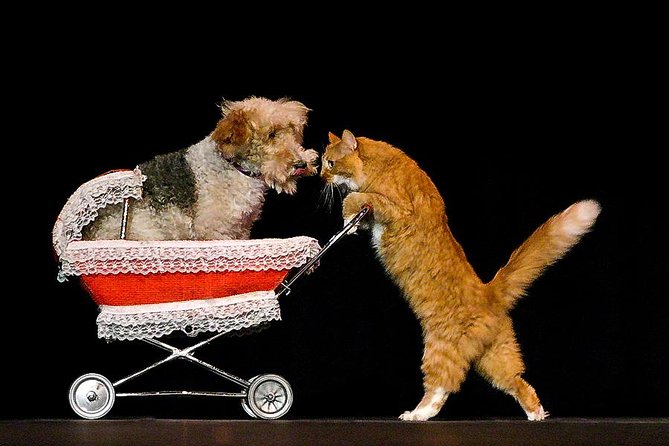 Popovich Comedy Pet Theater at Planet Hollywood Resort and Casino - Is $39 a fair Las Vegas price?