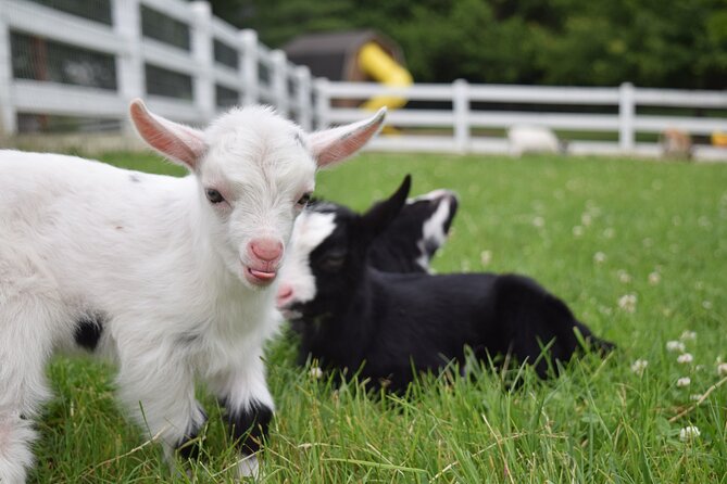 Premium Amish Country Tour including Amish Farm and House - Who will enjoy this experience most