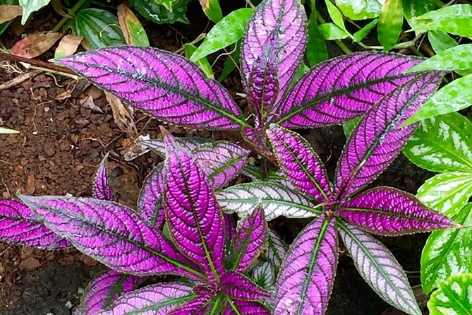 Princeville Botanical Gardens Tour and Chocolate Tasting Ticket - Fruit and honey tastings along the path