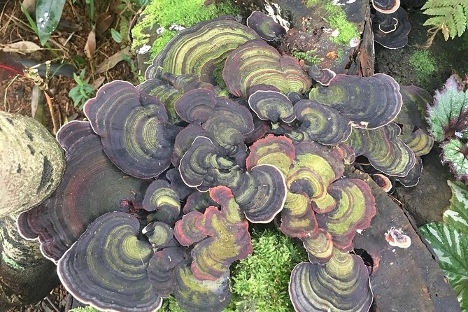 Princeville Botanical Gardens Tour and Chocolate Tasting Ticket - A shaded chocolate lesson with five or more origins