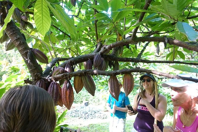 Princeville Botanical Gardens Tour and Chocolate Tasting Ticket - The terrain deserves an honest warning