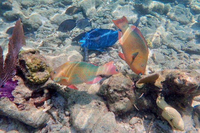 Private Looe Key Snorkel from Big Pine Key - What you may see beneath the surface