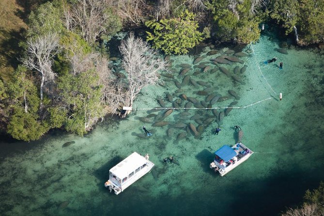 Private Manatee Swim for up to 6 with In-Water Divemaster/Photographer - Why Crystal River is a special place for manatees