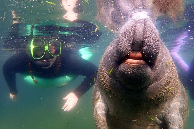 Private 'OG' Manatee Snorkel Tour with Guide for up to 10 people - Key points at a glance