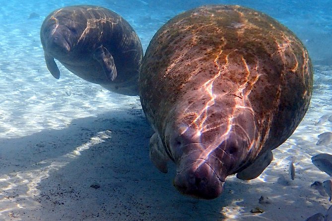 Private 'OG' Manatee Snorkel Tour with Guide for up to 10 people - Why Crystal River makes this encounter special