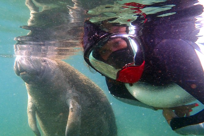 Private 'OG' Manatee Snorkel Tour with Guide for up to 10 people - Timing matters more than people expect