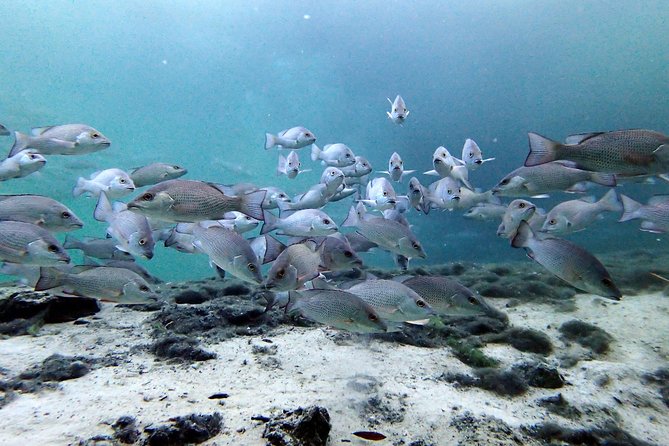 Private 'OG' Manatee Snorkel Tour with Guide for up to 10 people - The private-tour price and what it buys