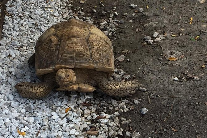 Private Tour: Florida Everglades Airboat Ride and Wildlife Adventure - The reptile exhibit fills the wildlife gap