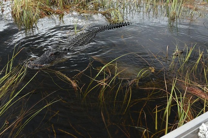 Private Tour: Florida Everglades Airboat Ride and Wildlife Adventure - Other park attractions after the boat