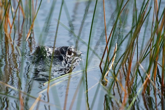 Private Tour: Florida Everglades Airboat Ride and Wildlife Adventure - What the private airboat ride is really like