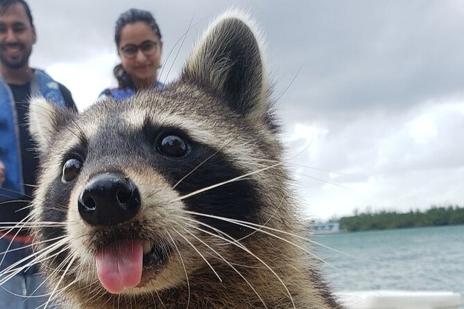 Raccoon Island Exploration on SUP/Kayak - Key points to know before you go