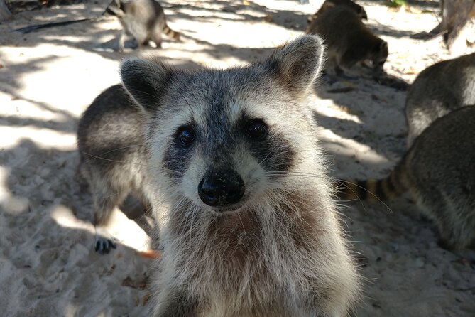 Raccoon Island Exploration on SUP/Kayak - Paddling through the Osprey Nature Preserve mangroves