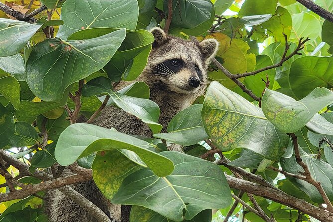 Raccoon Island Exploration on SUP/Kayak - Swimming, snorkeling, and island time
