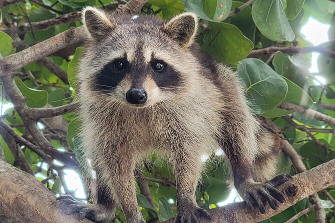 Raccoon Island: Exploration on SUP/Kayak - Paddling through the mangroves