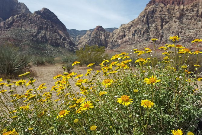 Red Rock Canyon eBike Half-Day Tour - Sandstone, petroglyphs, and Joshua trees