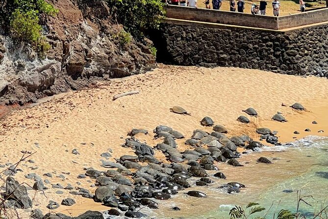 Road To Hana Black Sand Beach Waterfalls & Turtles Tour - Oscar can make the day much better