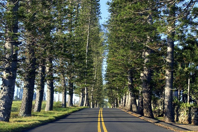 Road to Hana: Full-Day Scenic Drive with Blacksand & Waterfalls - Morning views at Ho‘okipa and the bamboo forest