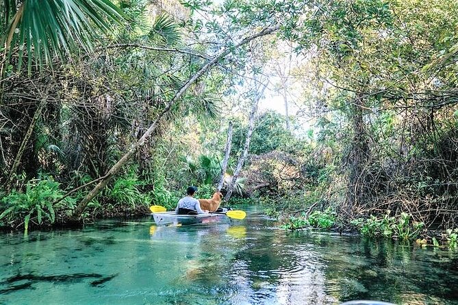 Rock Springs 2-Hour Glass Bottom Guided Kayak Eco Tour - What makes Rock Springs worth your time