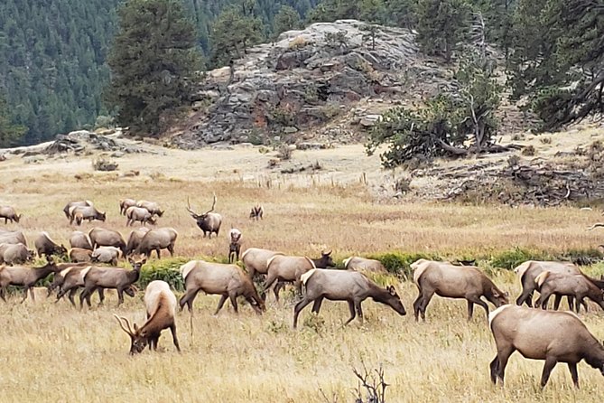 Rocky Mountain National Park and Estes Park Tour from Denver Winter and Spring - Choosing Between Bear Lake and Sprague Lake