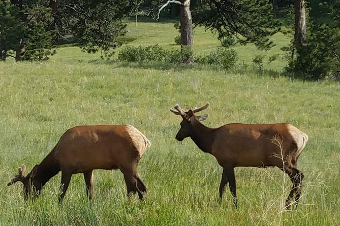 Rocky Mountain National Park in Summer Tour from Denver - Three More Overlooks Before Estes Park