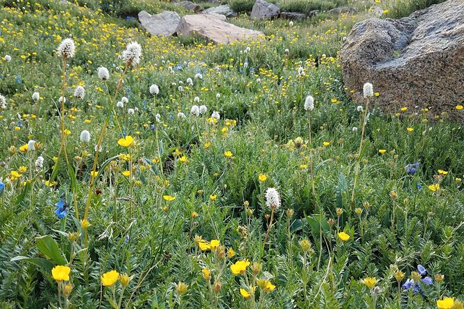 Rocky Mountain National Park in Summer Tour from Denver - Estes Park and the Stanley Hotel