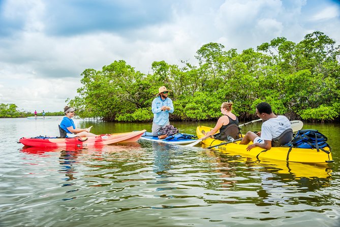 Rookery Bay Kayak Adventure – Mangroves, Wildlife & Photos - Starting at Capri Paddlecraft Park